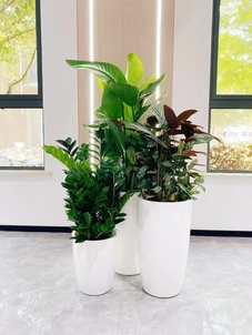 了解慈溪绿植出租，为环境增添盎然绿意